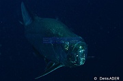 Megalops atlanticus tarpon-Bonaire Buddy reef-19m-20120217-Denis-ADER-DSC_6257_tn